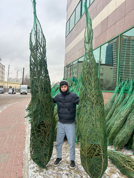 Ёлки новогодние живые