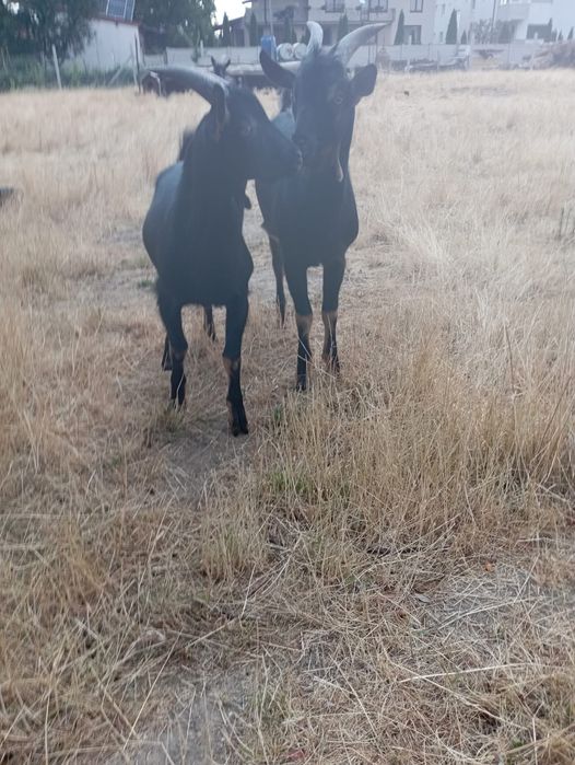 Vand țapi iezi - capre alpin