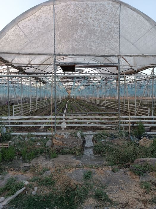 Issiqxona ijaraga beripadi kimga kerak bolsa kelishtirib beramiz