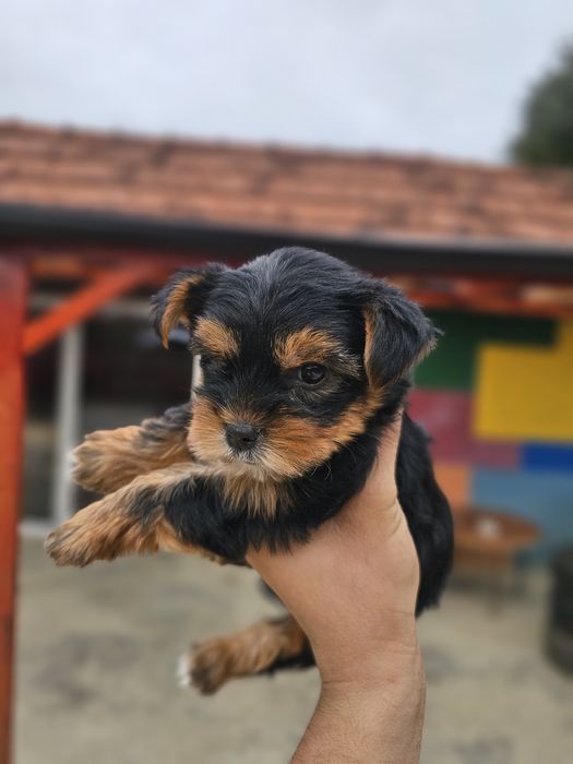 Yorkshire Terrier