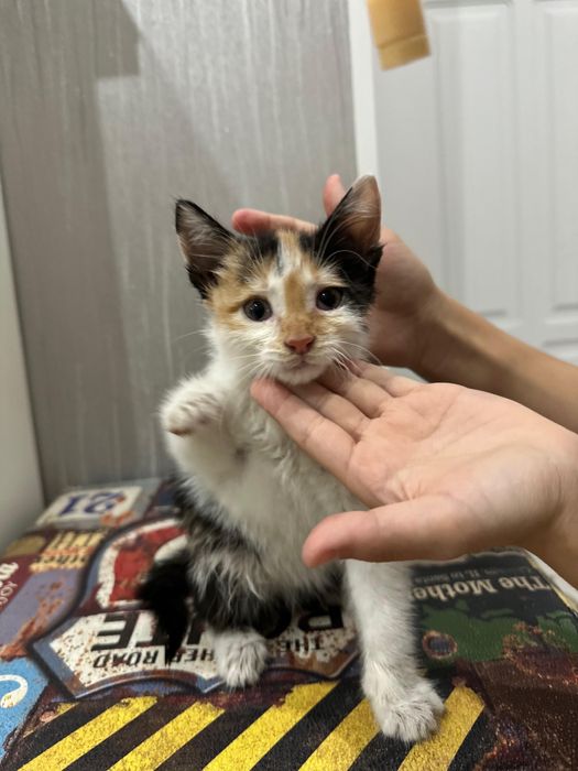 Отдам в хорошие руки