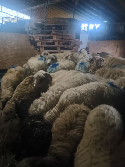 Schimb oi cu capre de rasă boer alpine