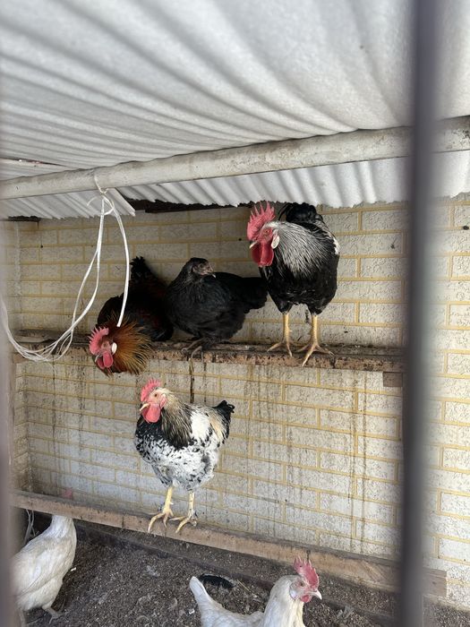 Породистые петухи