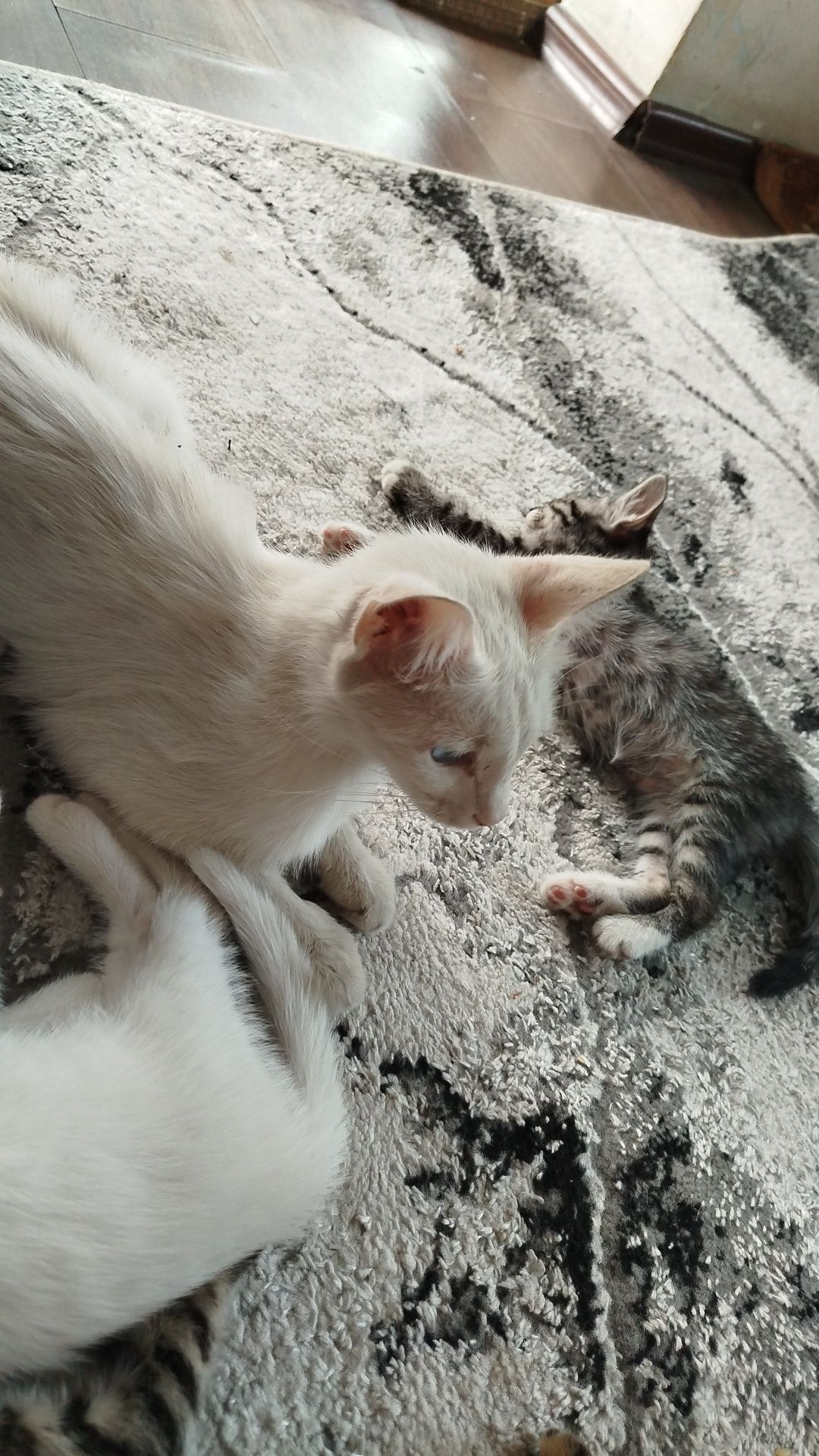 O'g'il bola mushuk 1 ta qoldi, котята