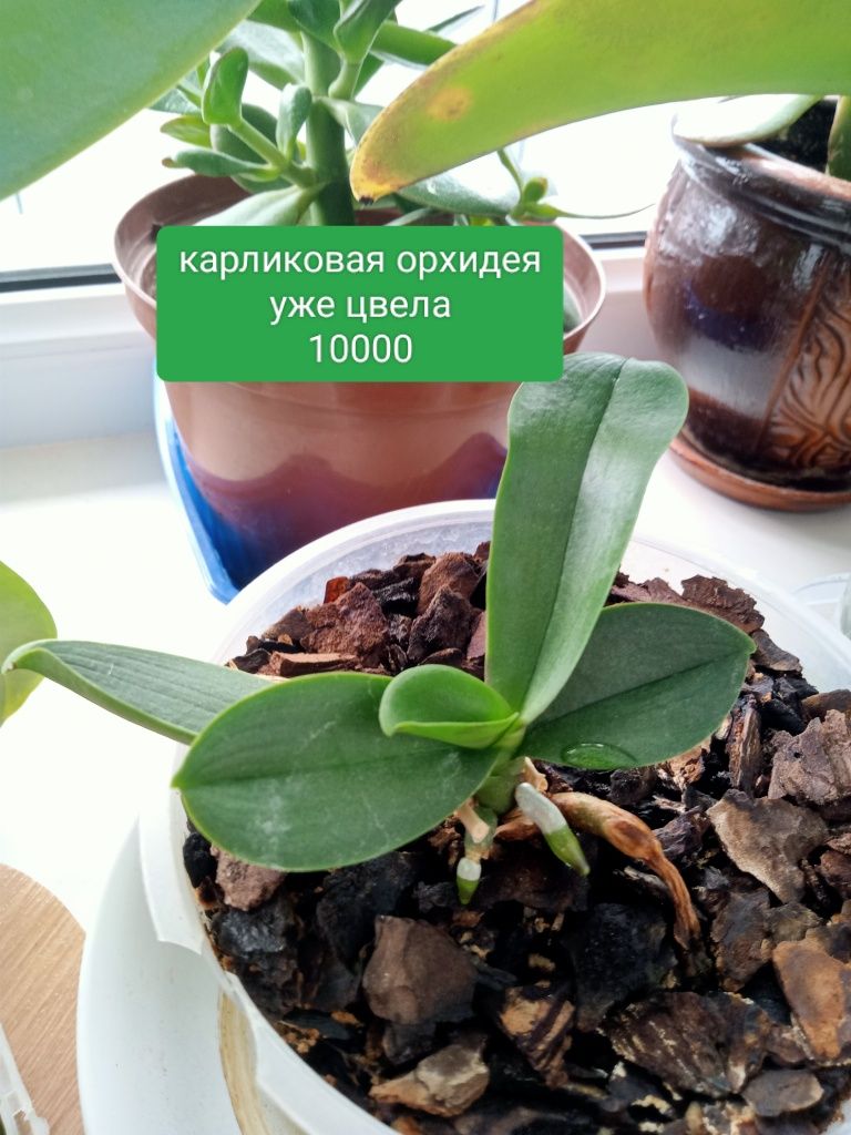 Орхидеи распродажа