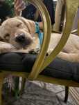 Labrador retriver