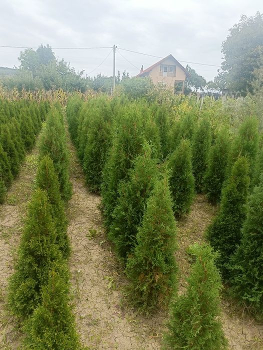 Vând tuia , diferite soiuri și marimi din ciumbrud alba