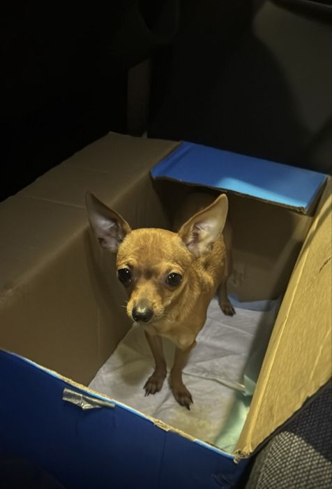 Руский той-терьер