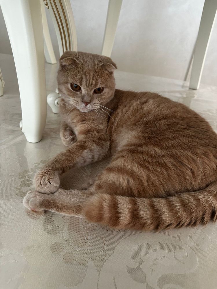 шотладский вислоухий кот