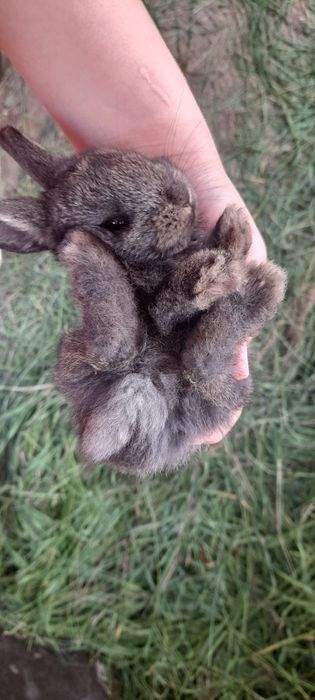 Продам маленьких ушастых