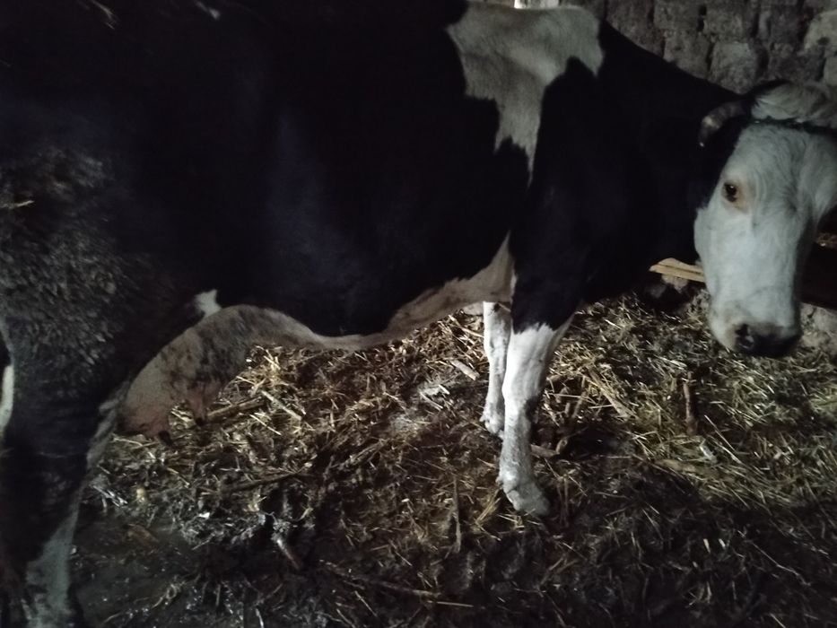 Vaca de lapte holstain