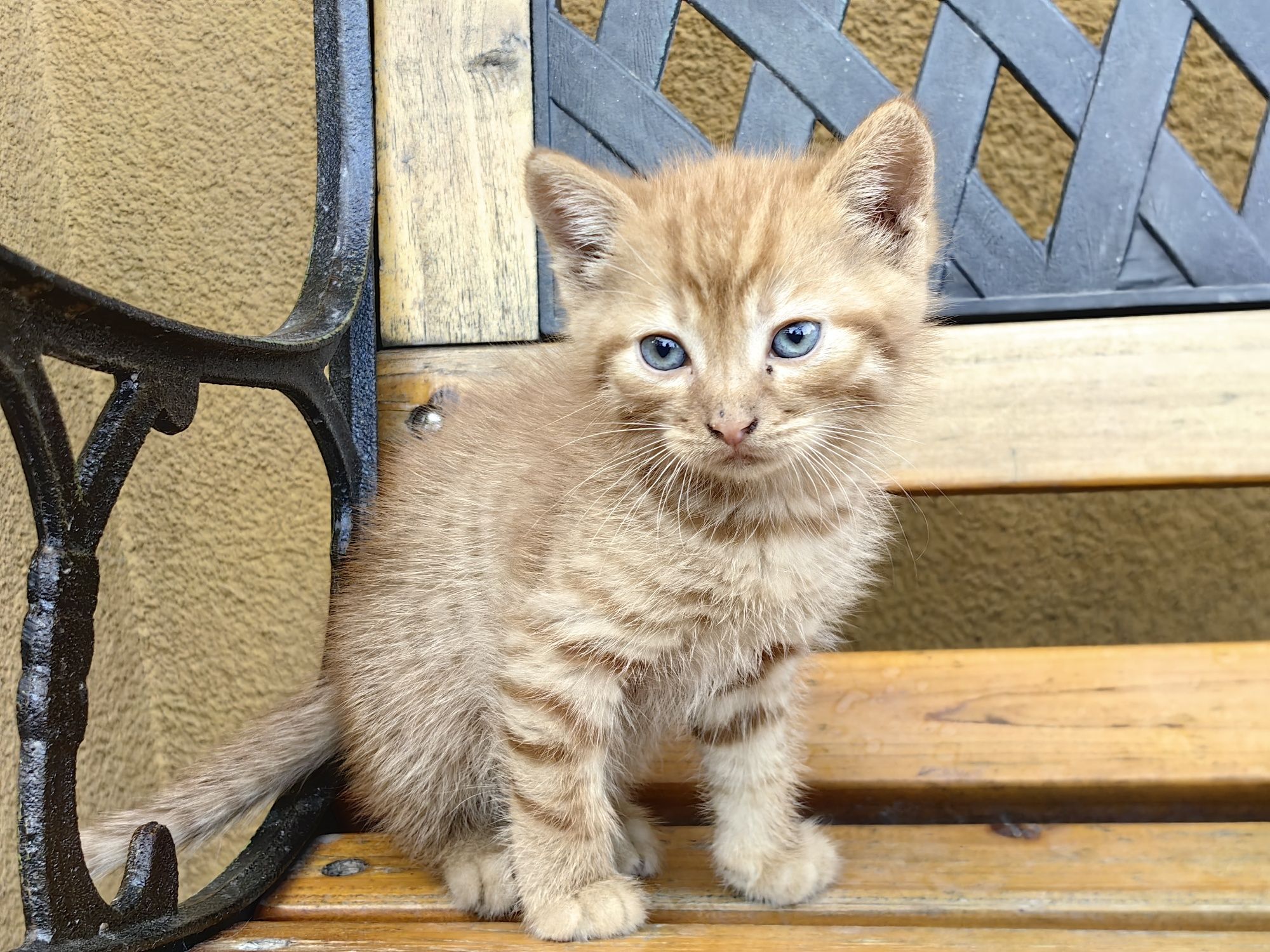Подарява котенца на 1,5 месеца + пакет с храна