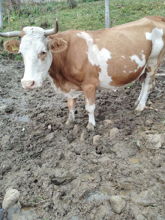 Vând vaca de 10 ani cu vițel.