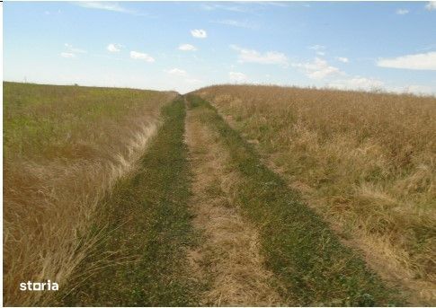 Teren Trifesti, ID: R2694743