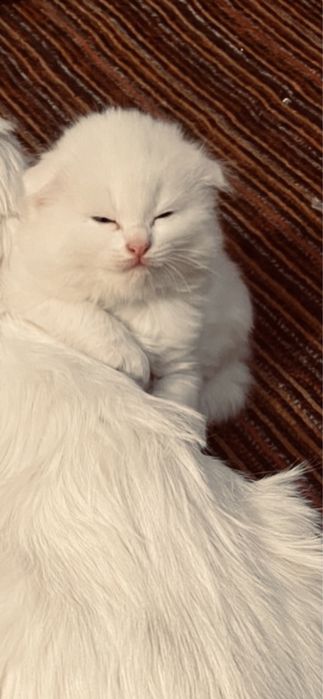 Котенрк вислоухий белый пушистый
