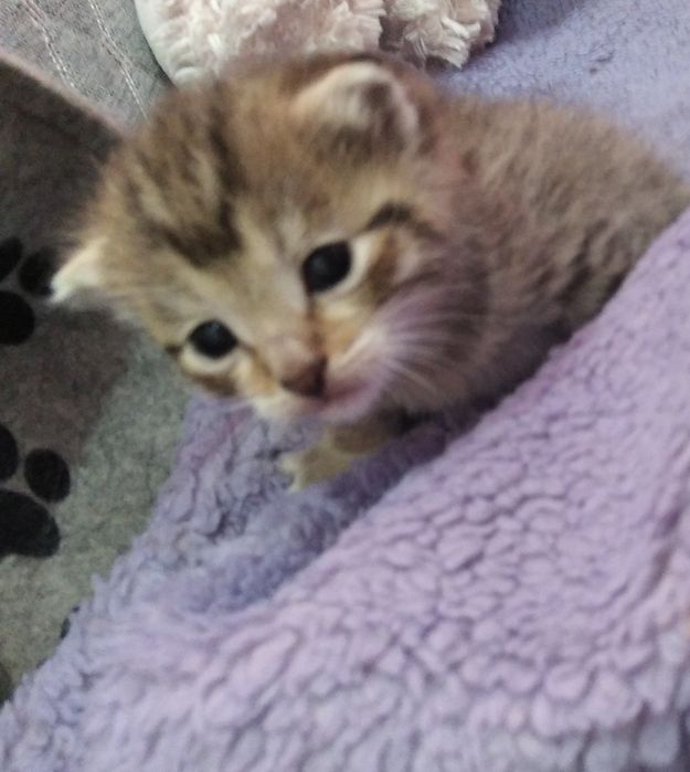 Продам котят шотландские вислоухие