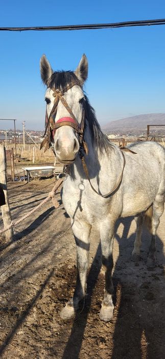 4 года жеребец хорош