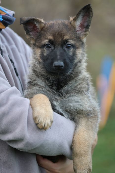 Ciobanesc german canisa autorizata linie de lucru
