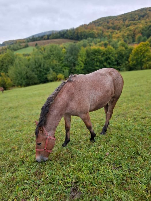 Am Mânză de vanzare