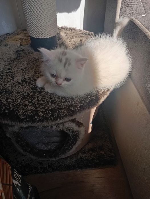 Котята британские чистокровные