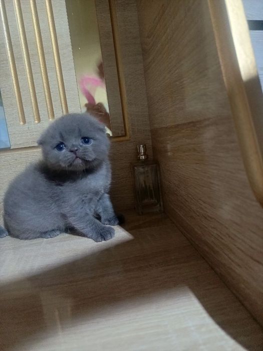 Шотландский фолд девичка и мальчик