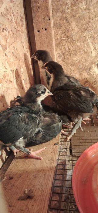 Чёрный Австралорп балапандар сатылады. 16 күндік. 54 штук.