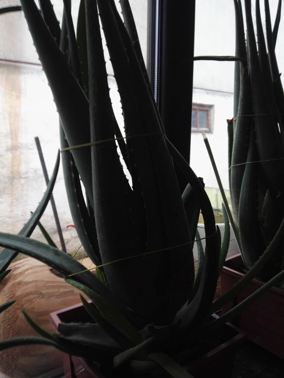 Aloe Vera Plante