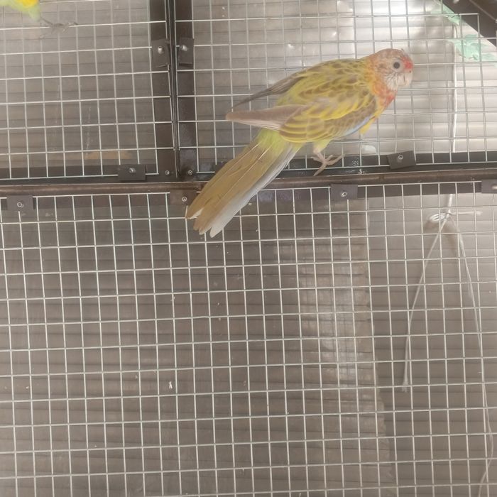 Продайотса папугай разелла