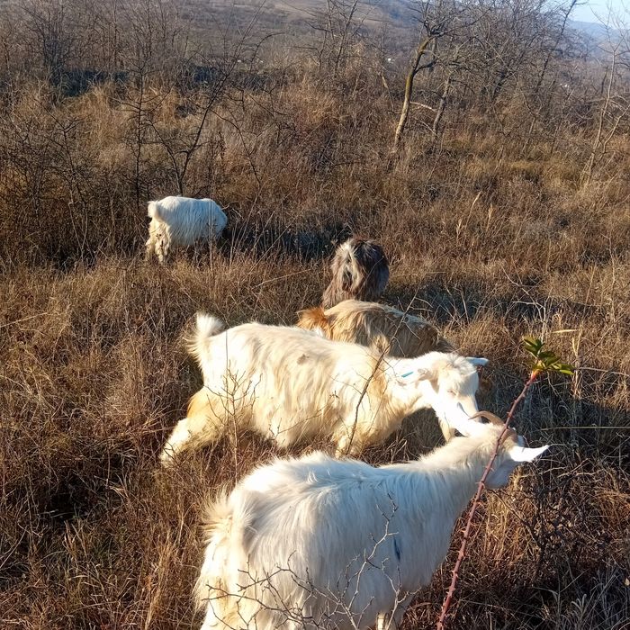 Vând 2 țapi și 3 capre