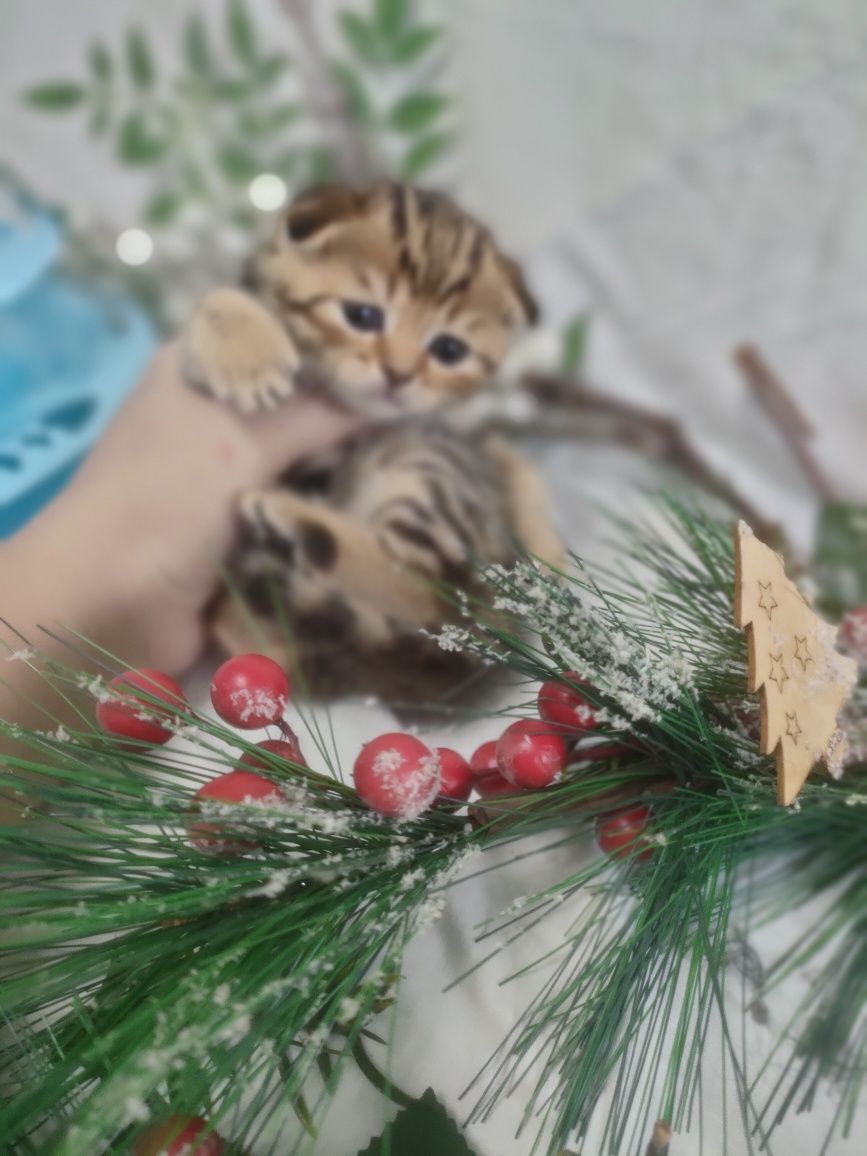 Шотландские вислоушки мальчики и девочки