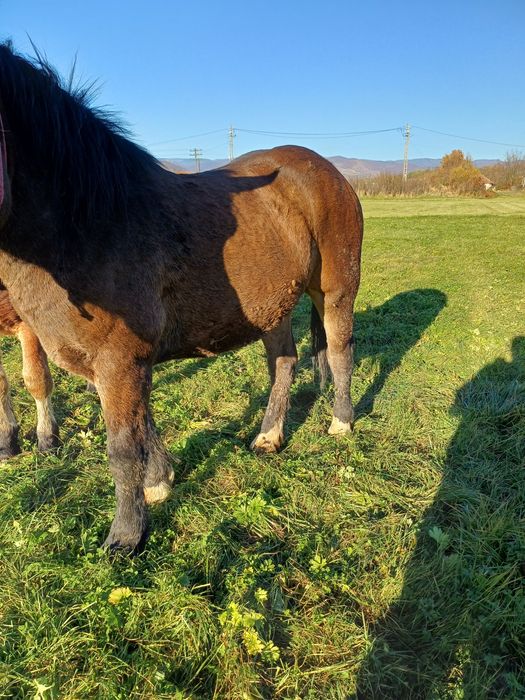 Vând mânz frumos castrat