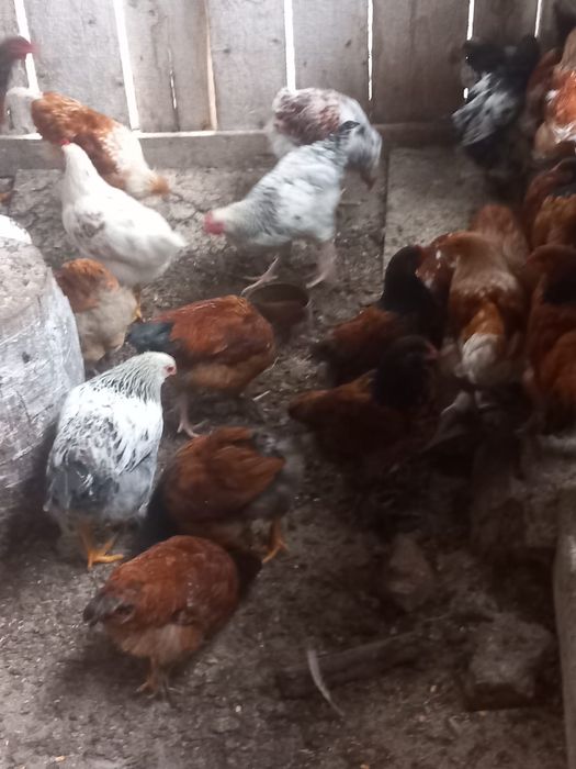 Pui de casa de vanzare