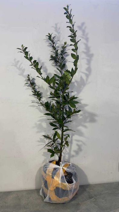 оптом нархларда Лавровый лист кўчатлари  қишда совуққа чидамли