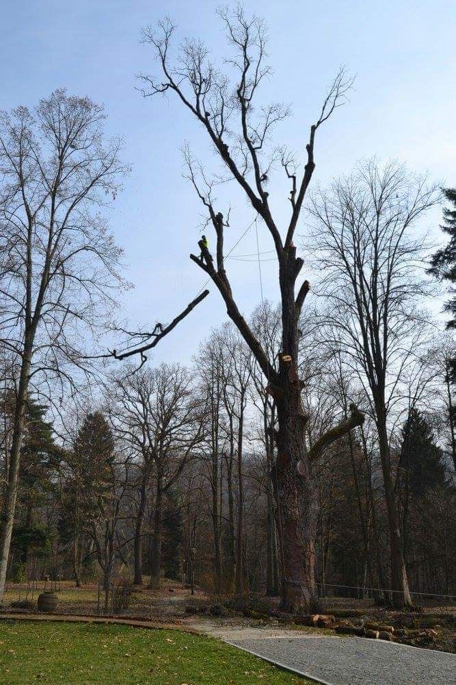 ARBORIST: Toaletari/Taieri/Doborât arobori(Copaci,Pomi)