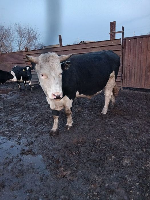 Продается племенной бык