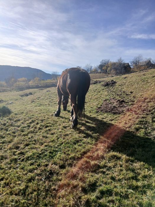 Vand cal detalii la telefon