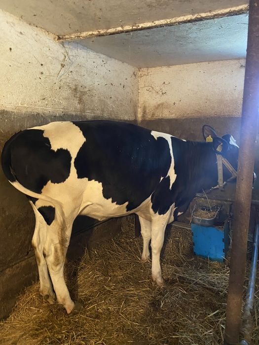 Vițea Holstein cu varsta de  1 an