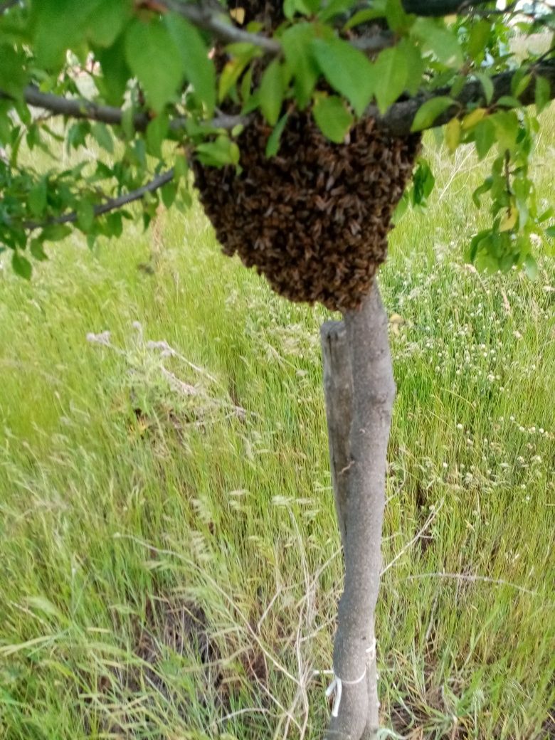 Продавам чист натурален пчелен мед