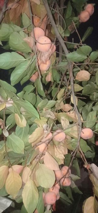 Xurmo hurmo хурмо