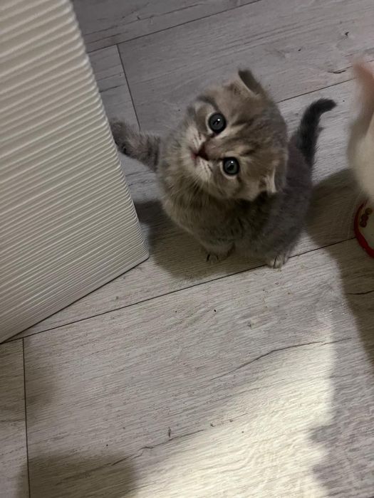 Продам шотландских вислоухих котят