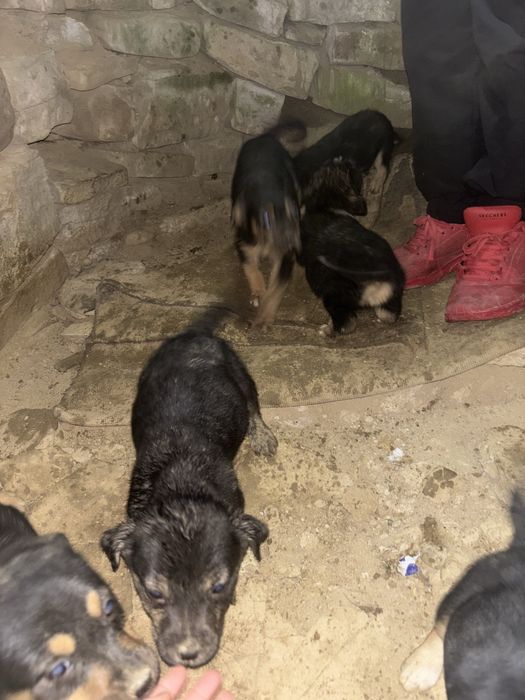 doman 5 pui de catel