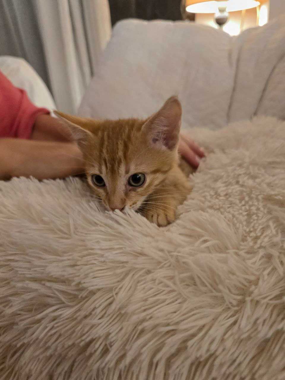 Сладко рижо котенце търси дом