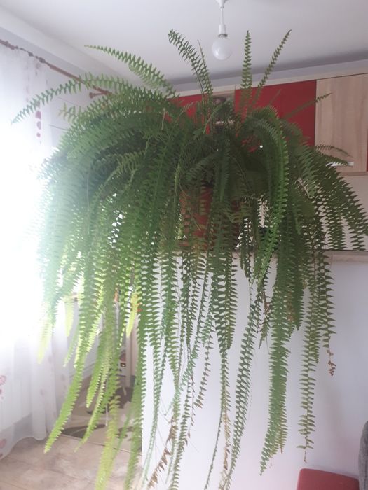 Plante de apartament