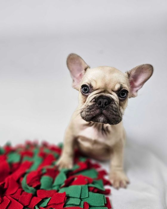 Mascul Bulldog francez