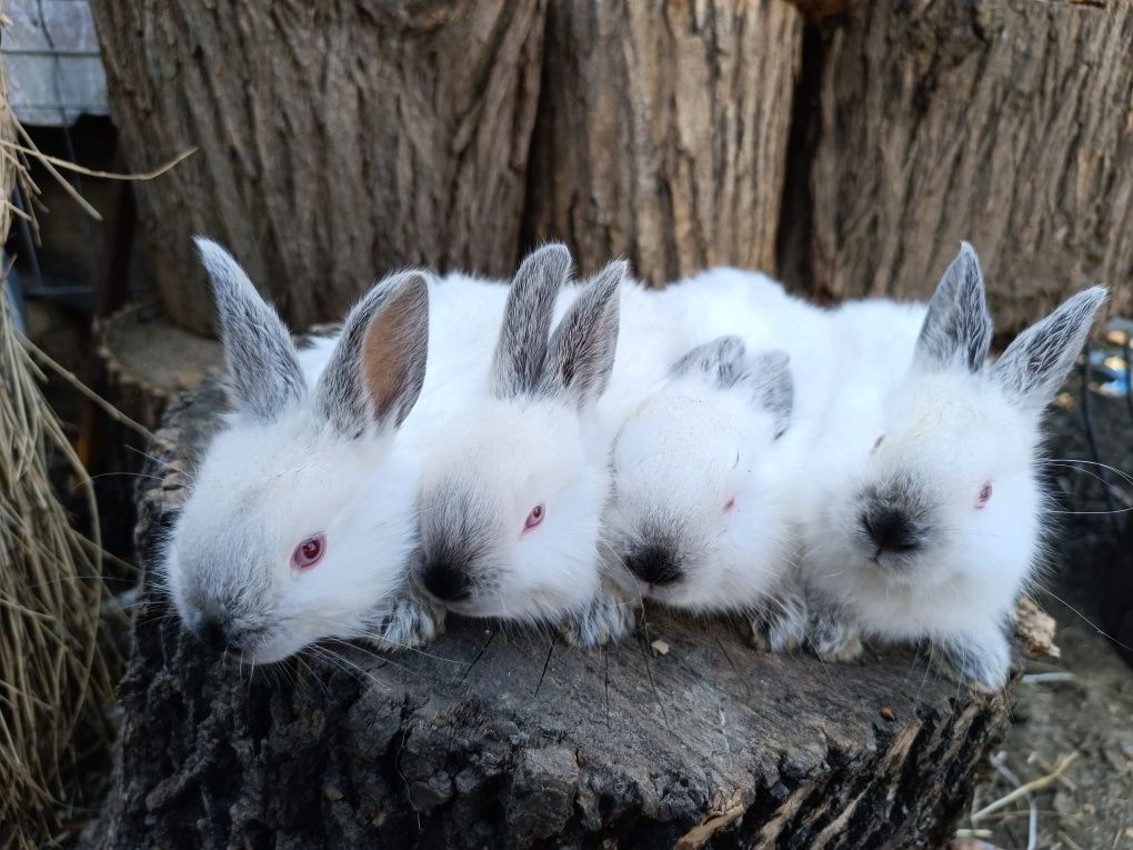 Vând iepuri californieni mici pui paste cadou