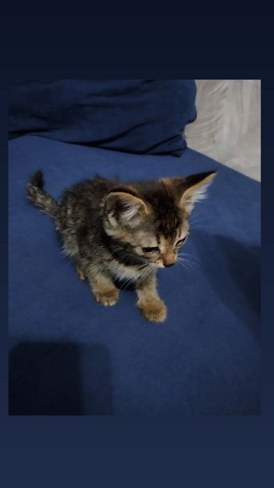 Отдам котенка породы Табби