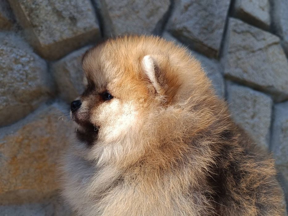 Продавам померани