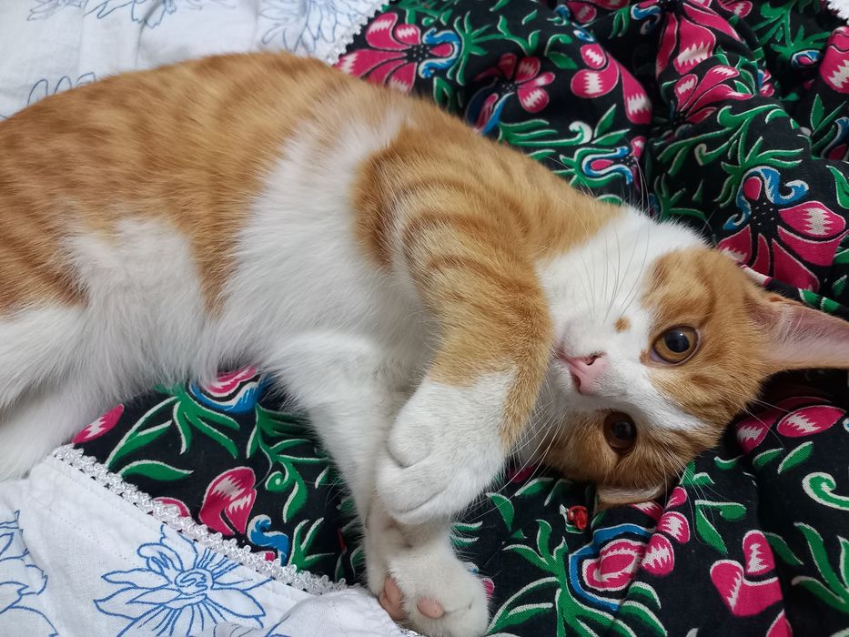 Продаётся     кот