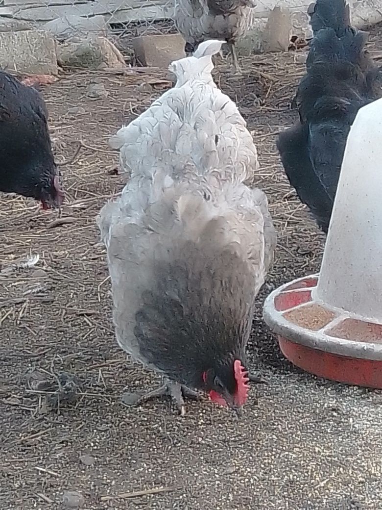Ouă pentru incubat ,, australorp negru și albastru,,
