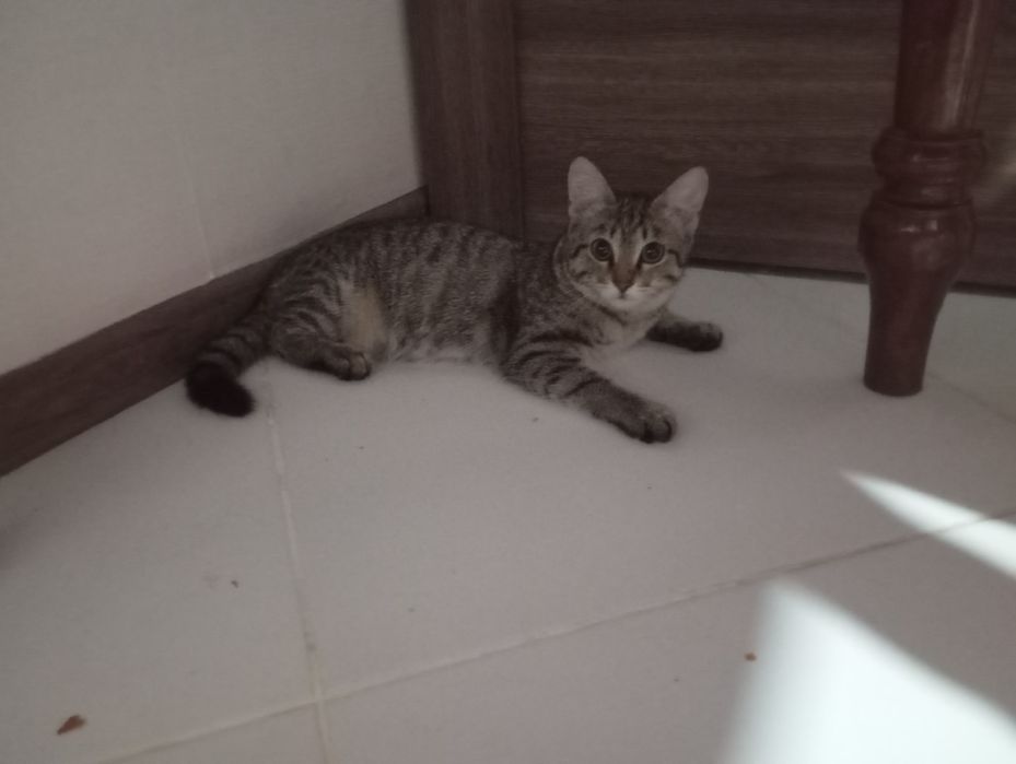 Отдам квартирного молодого кота